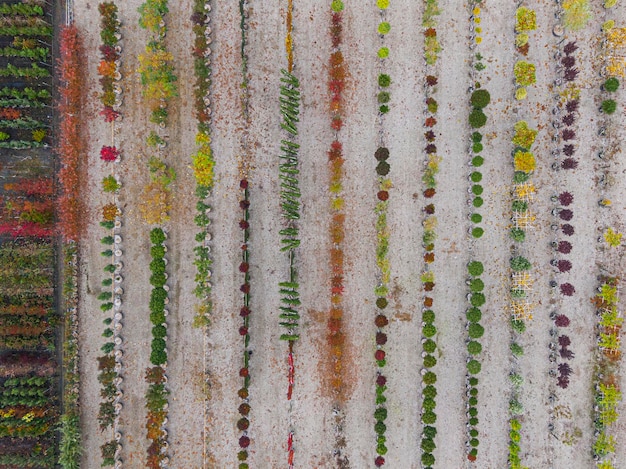 Luftaufnahme einer Baumschule mit gelben, roten und roten grünen Pflanzen, die im Herbst in einer Reihe angeordnet sind Pflanzen in Herbstfarben Elsass Frankreich Europa