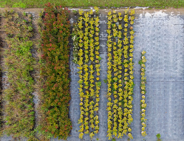 Luftaufnahme einer Baumschule mit gelben, roten und roten grünen Pflanzen, die im Herbst in einer Reihe angeordnet sind Pflanzen in Herbstfarben Elsass Frankreich Europa