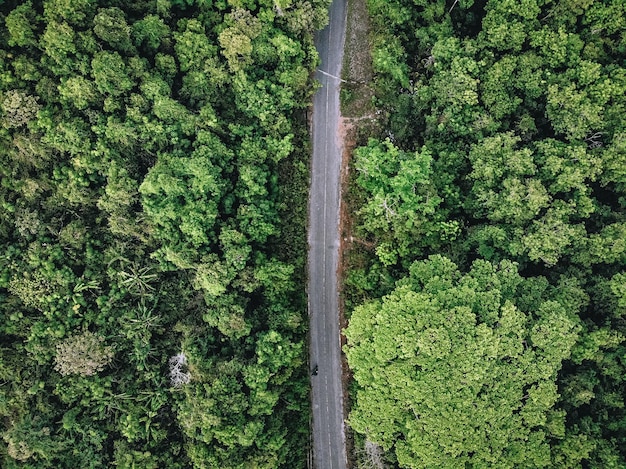 Luftaufnahme einer langen, geraden Asphaltstraße inmitten eines dichten Waldes, der mit hohen Bäumen bedeckt ist