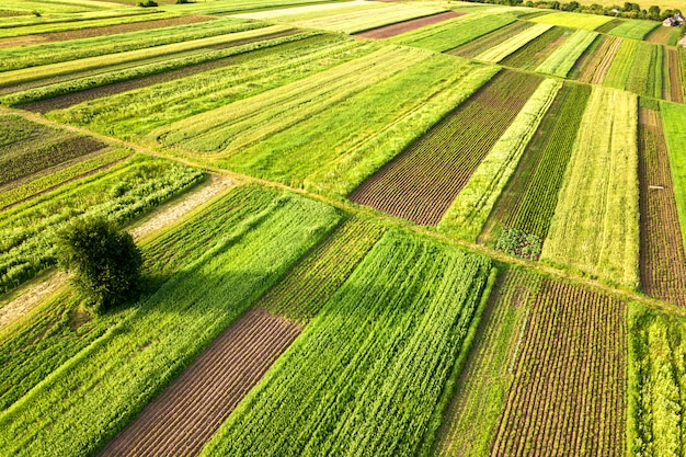 Luftaufnahme eines Baumes, der einsam auf grünen landwirtschaftlichen Feldern wächst