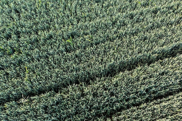 Luftaufnahme eines Roggenfeldes an einem sonnigen Tag
