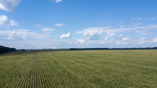 Luftaufnahme eines schönen Sonnenuntergangs über grünen Maisfeldern - landwirtschaftliche Felder