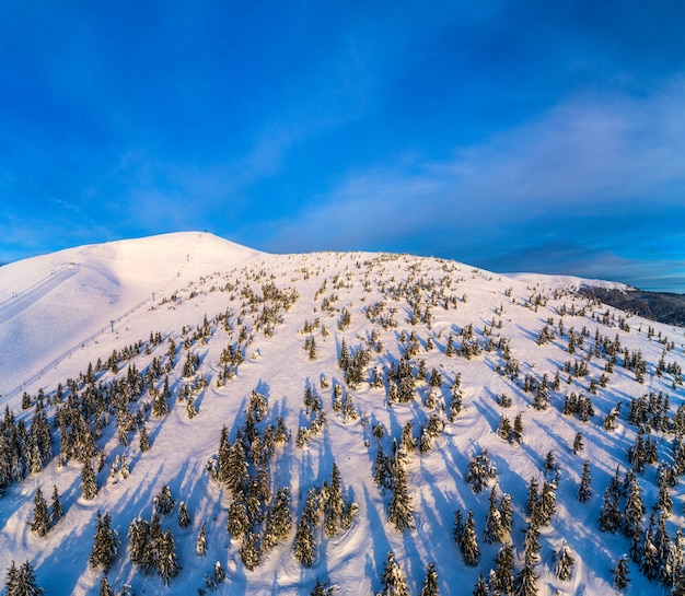 Luftaufnahme eines Skihangs mit Tannen