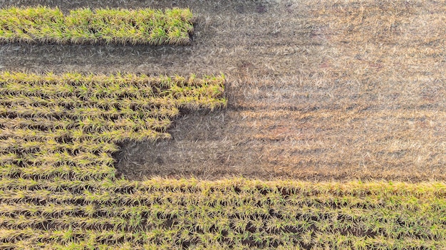 Luftaufnahme eines Zuckerrohrfeldes