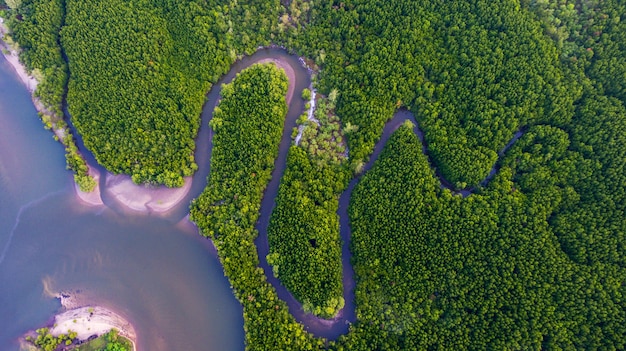 Luftaufnahme Mangrovenwald und -kanal durch den Wald