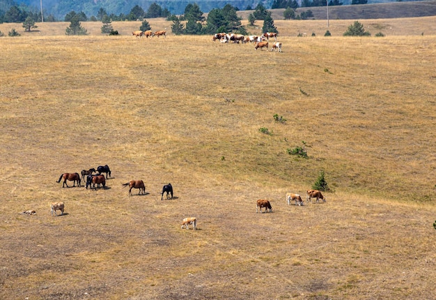 Luftaufnahme über die Wiesen und wilde Kühe und Pferde