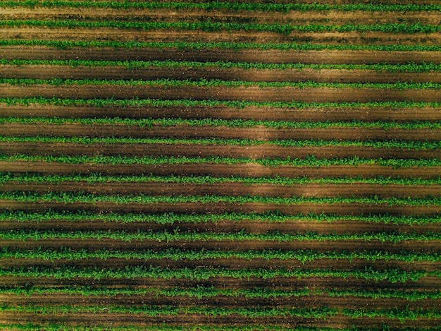 Luftaufnahme über Weinbergfelder in Italien Reihen von Weinreben Draufsicht