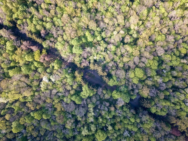 Luftaufnahme von der Drohne auf einem Feldweg, der diagonal durch den Wald verläuft.