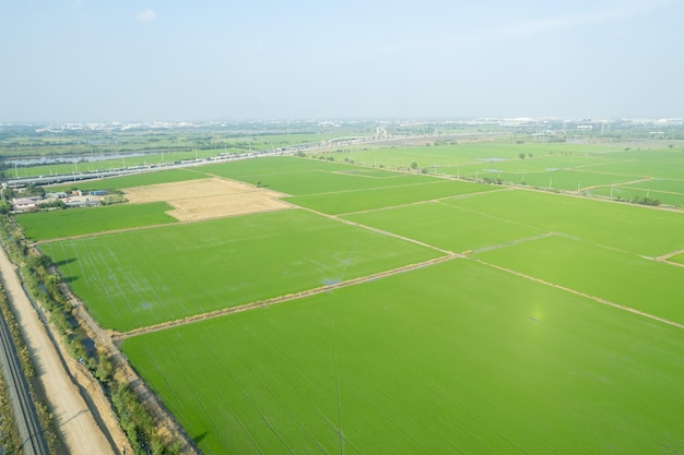 Luftaufnahme von der fliegenden Drohne des Feldreis mit landschaftlich grünem Muster Naturhintergrund Draufsicht Feldreis