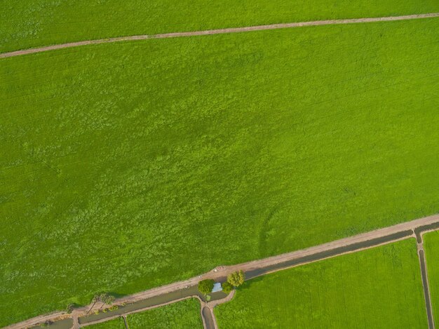 Luftaufnahme von der fliegenden Drohne des Feldreises mit Landschaftsgrünmuster-Naturhintergrund-Draufsicht