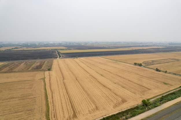 Luftaufnahme von einer fliegenden Drohne von Feldreis mit landschaftlich grünem Muster Naturhintergrund Top-View Feldreis