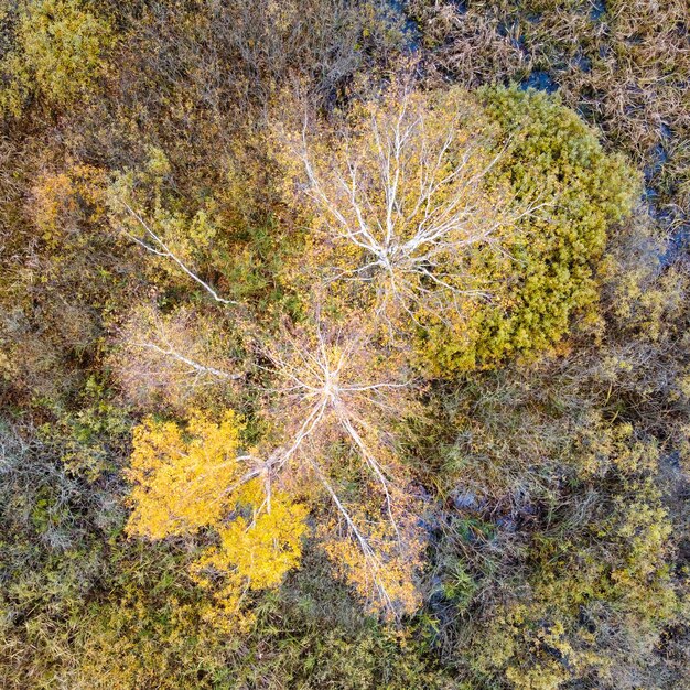 Luftaufnahme von Feuchtgebieten mit Gräsern und Spitzenbäumen im Herbst