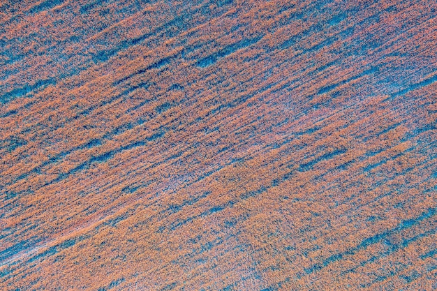Luftaufnahme von geometrischen Weizenfeldern Abstrakter Naturhintergrund Blau orange gefärbt