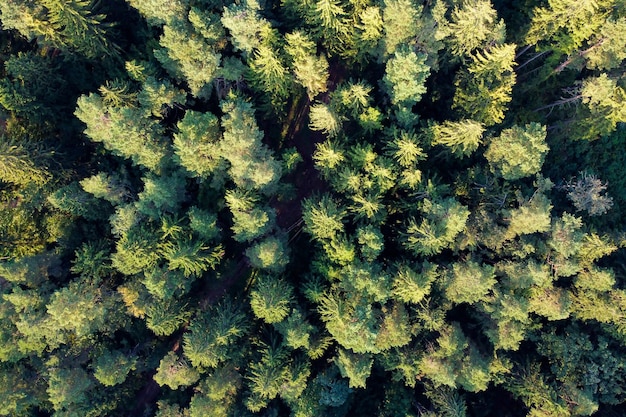 Luftaufnahme von grünen Bäumen im Nadelwald