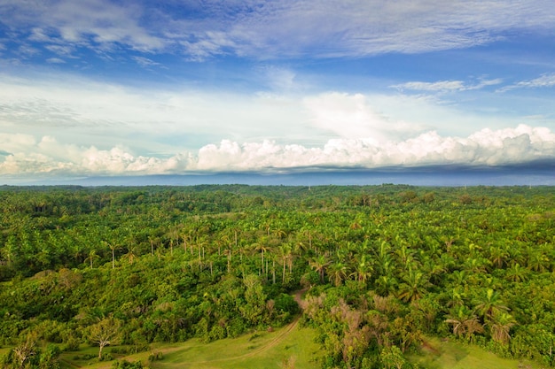 Foto luftaufnahme von grünen gärten mit schönem himmel tagsüber in indonesien