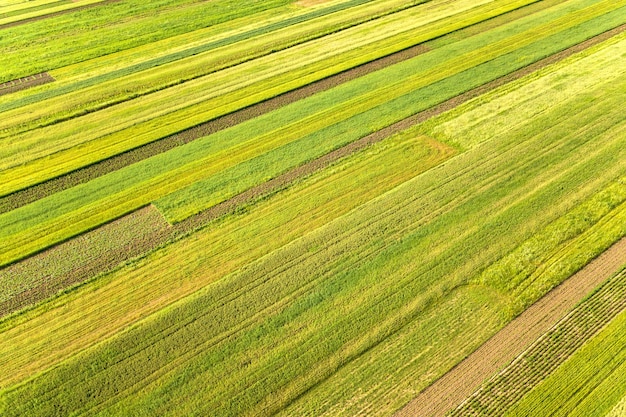 Luftaufnahme von grünen landwirtschaftlichen Feldern im Frühjahr mit frischer Vegetation nach der Aussaatsaison an einem warmen sonnigen Tag.