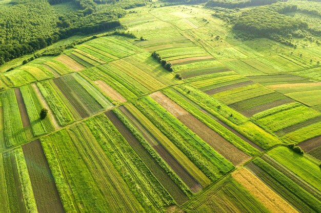 Luftaufnahme von grünen landwirtschaftlichen Feldern im Frühjahr mit frischer Vegetation nach der Aussaatsaison an einem warmen sonnigen Tag.