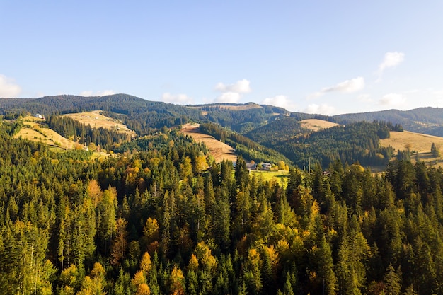 Luftaufnahme von hellgrünen Fichten und gelben Herbstbäumen im Herbstwald