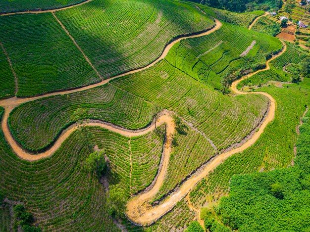 Luftaufnahme von Hügeln mit Teeplantage am nebligen Morgen in Indien Drohnenfoto