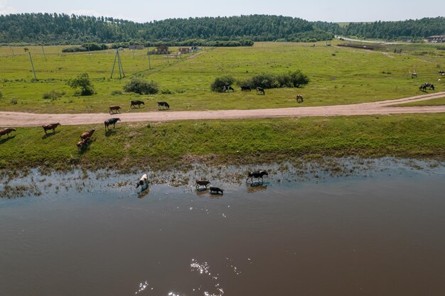 Luftaufnahme von Kuhherden, die auf Weiden weiden lassen, Draufsicht der Drohne, auf der Wiese werden diese Kühe normalerweise für die Milchproduktion verwendet.