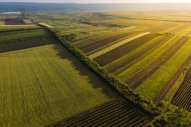 Luftaufnahme von landwirtschaftlichen Flächen mit Weinbergen hochwertiges K-Filmmaterial Landschaft Italien Weinberge ...