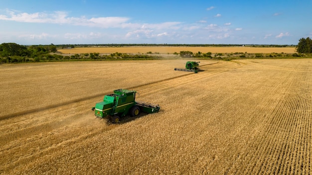 Luftaufnahme von Mähdreschern, die während der Erntesaison in einem großen Feld mit reifem Weizen in Argentinien arbeiten