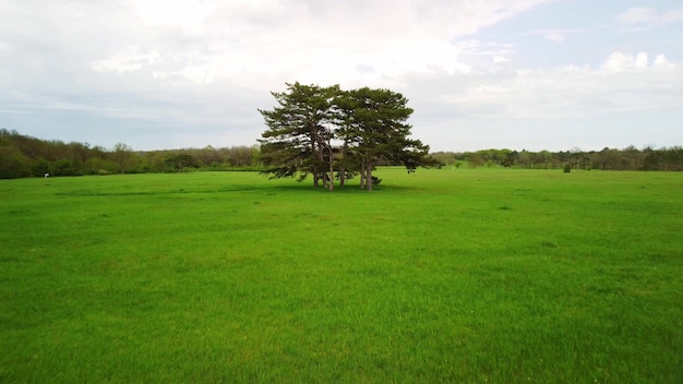 Luftaufnahme von Nadelbäumen auf einer grünen Wiese im Park