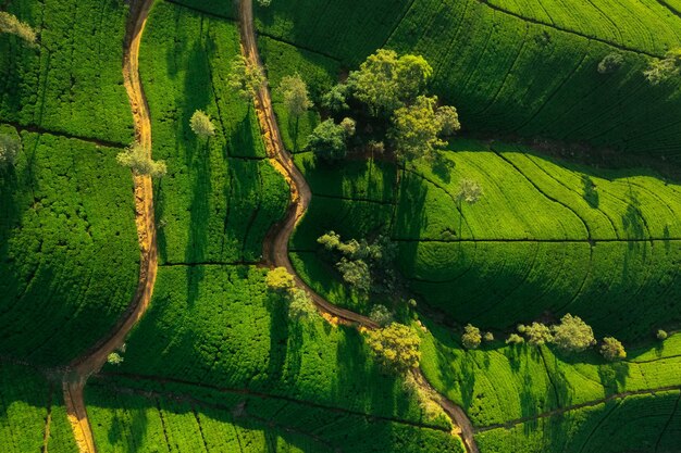 Luftaufnahme von oben auf den Naturhintergrund der Teeplantage im Morgenlicht