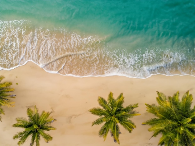 Luftaufnahme von oben auf Sandstrand, Palme und Meer