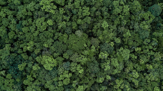 Luftaufnahme von oben grüne Waldstruktur und Hintergrund Tropischer Regenwald Ökosystem Ökologie gesunde Umwelt Textur grüner Baum Waldansicht von oben