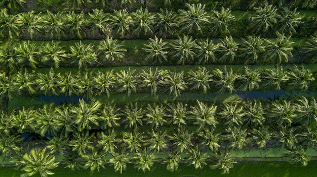 Luftaufnahme von oben Kokospalmen Farm Plantage Gruppe von Kokospalmen