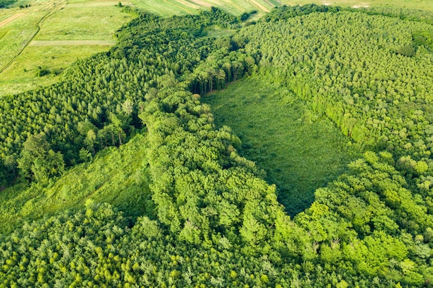 Luftaufnahme von oben nach unten des grünen Sommerwaldes mit großer Fläche von abgeholzten Bäumen als Ergebnis der globalen Entwaldungsindustrie. Schädlicher menschlicher Einfluss auf die Weltökologie.