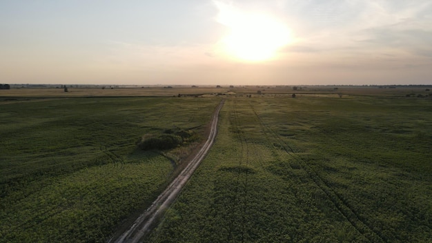 Luftaufnahme von oben von einer fliegenden Drohne eines Landes mit Daunenfeldern auf dem Land.