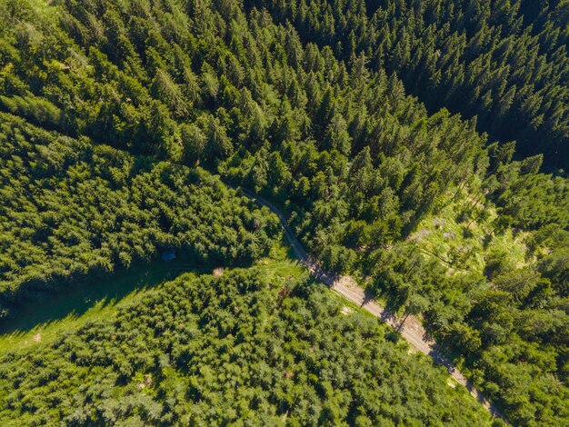 Luftaufnahme von oben Wald Nadelbaum Regenwald-Ökosystem