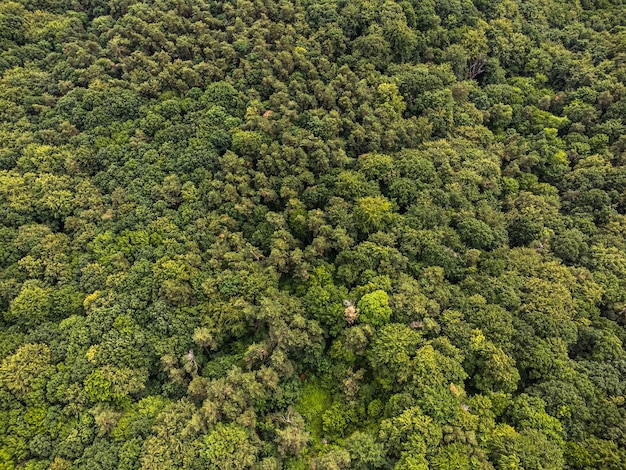 Luftaufnahme von oben Waldbaum Regenwaldökosystem und gesundes Umweltkonzept und Hintergrund Te