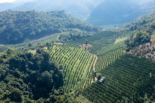 Luftaufnahme von Orangenfeldern und kleinem Haus auf dem Berg im Norden von Chiangmai Thailand