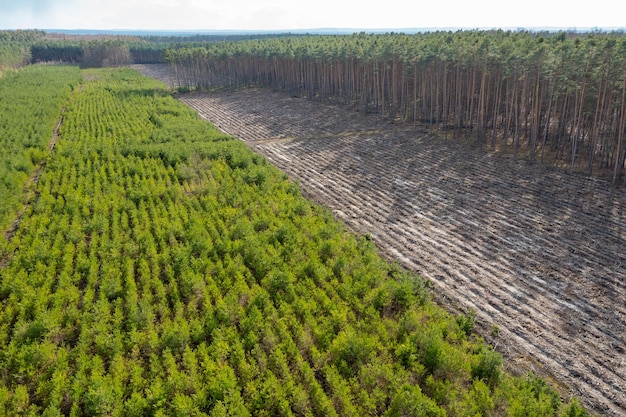 Luftaufnahme von Plantagen junger Bäume in der Waldentwaldung und Anpflanzung neuer Bäume