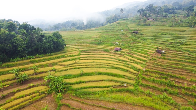 Luftaufnahme von Reisfeldern an nebligen Morgen