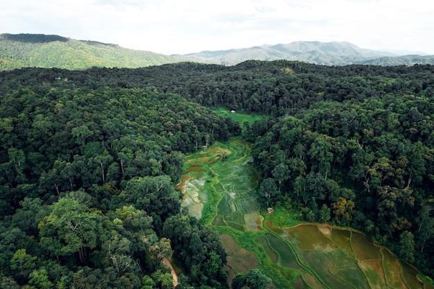 Luftaufnahme von terrassierten Reisfeldern im Wald