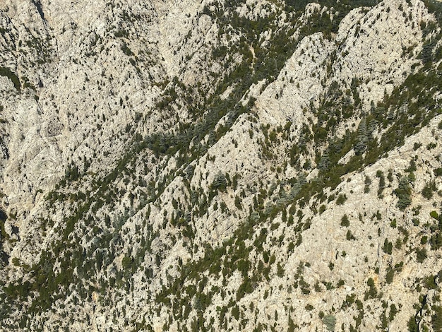 Luftaufnahme von üppigen grünen Bäumen von oben im tropischen Wald im Nationalpark und in den Bergen