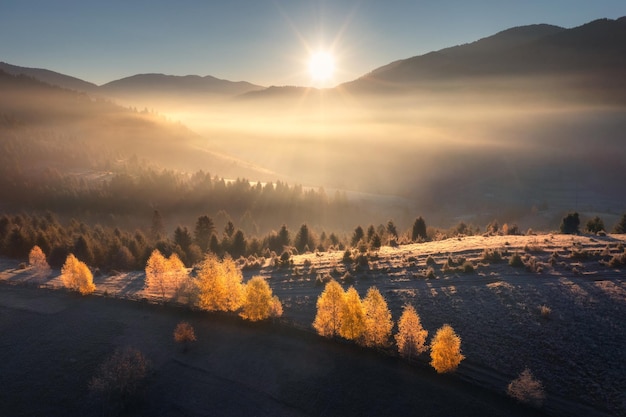 Luftaufnahme von wunderschönen Orangenbäumen auf dem Hügel und den Bergen in niedrigen Wolken bei Sonnenaufgang im Herbst in der Ukraine. Bunte Landschaft mit Wäldern in Nebelwiesen, blauer Himmel, Wald im Morgengrauen im Herbst. Natur