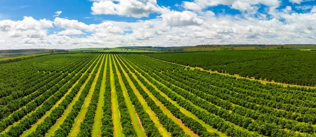 Luftaufnahmen über Reihen von Orangenbäumen in der Plantage.