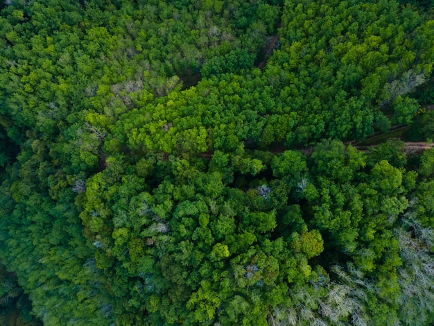 Luftaufnahmen Wald dichter Wald Berg grüner Hintergrund