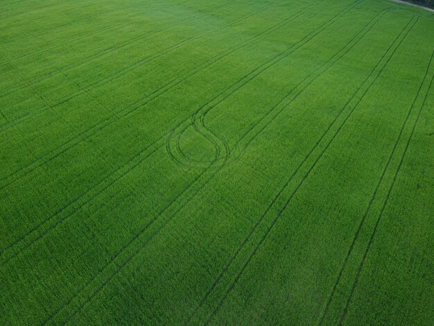 Luftbild auf grünem Weizenfeld im ländlichen Weizenfeld, das bei Sonnenuntergang im Wind weht