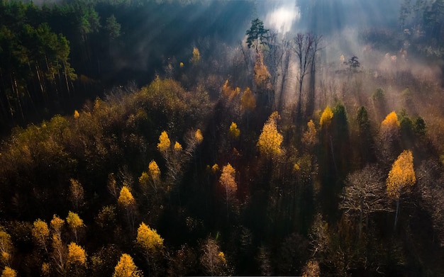 Luftbild auf Herbstwald im Morgenlicht bei Sonnenaufgang Wald im Morgennebel