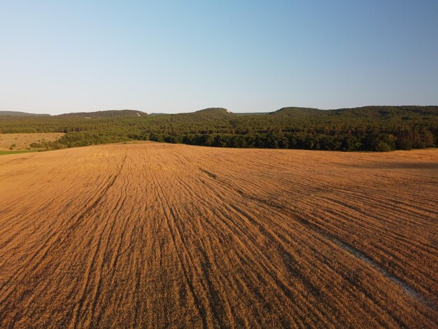 Luftbild auf reifem Weizenfeld im ländlichen Weizenfeld, das bei Sonnenuntergang jung im Wind weht