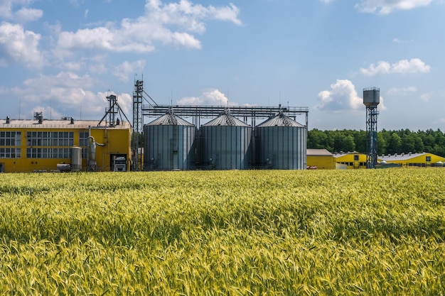 Luftbild auf Silos und agroindustriellen Viehkomplexen auf Agroverarbeitungs- und Produktionsanlagen mit modernen Getreideaufzügen Hühnerfarmreihen von Hühnerställen