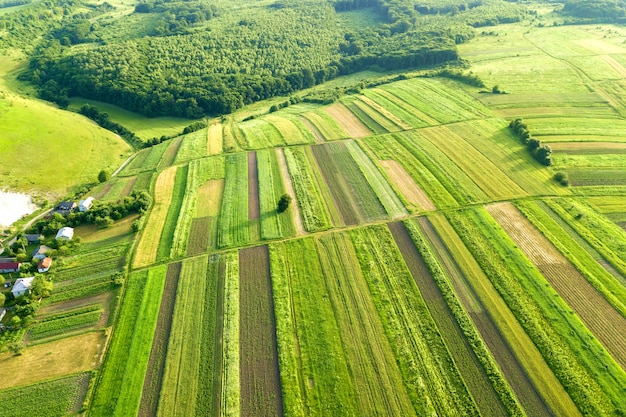 Luftbild der grünen landwirtschaftlichen Felder im Frühjahr mit frischer Vegetation nach der Aussaat an einem warmen sonnigen Tag.