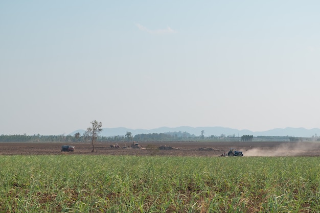 Luftbild der Zuckerrohrplantage