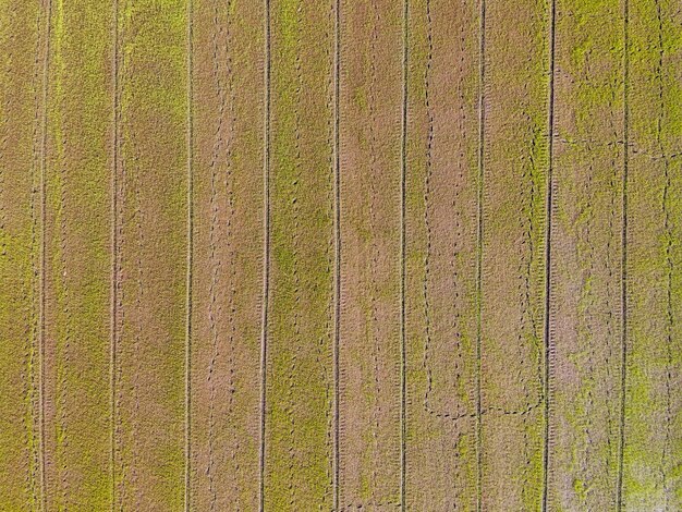 Luftbild eines Paddy-Reisfelder in der Landschaft